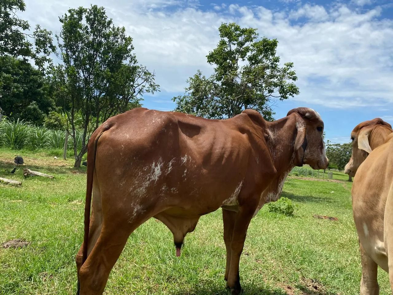 Exeleentes Gir Leteiro, garrotinhos - Foto 4