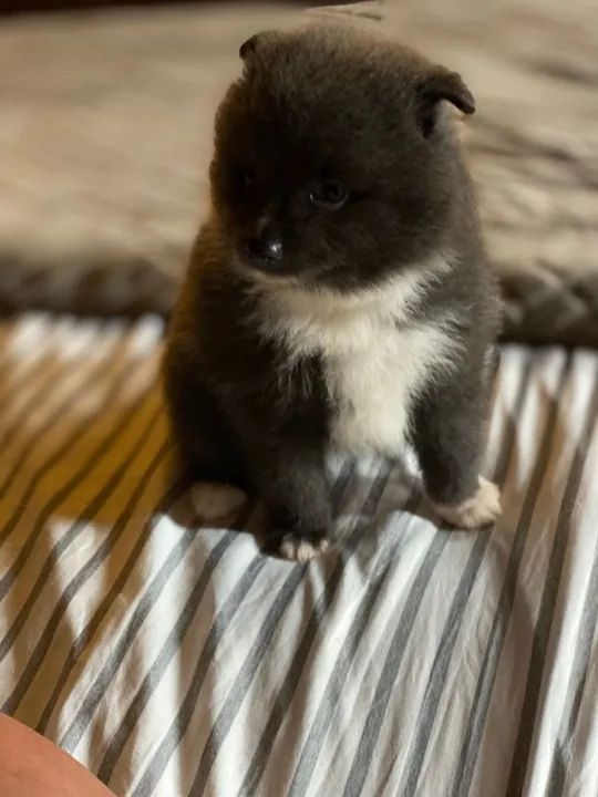 Filhote de Spitz Alemão - Foto 3