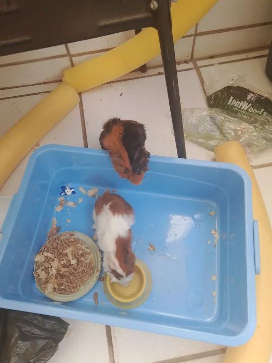 VENDO DOIS PORQUINHOS DA ÍNDIA 