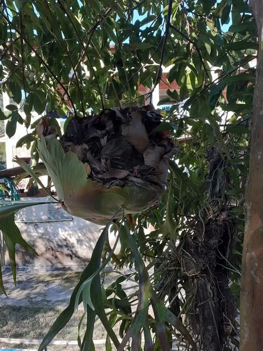 Chifre de veado  - Foto 2