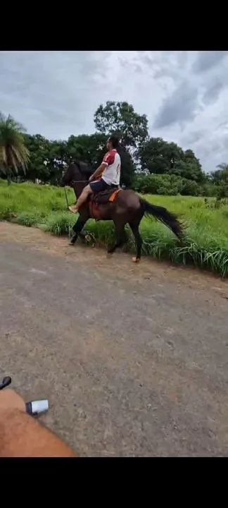 Cavalo Esquipador - Foto 4