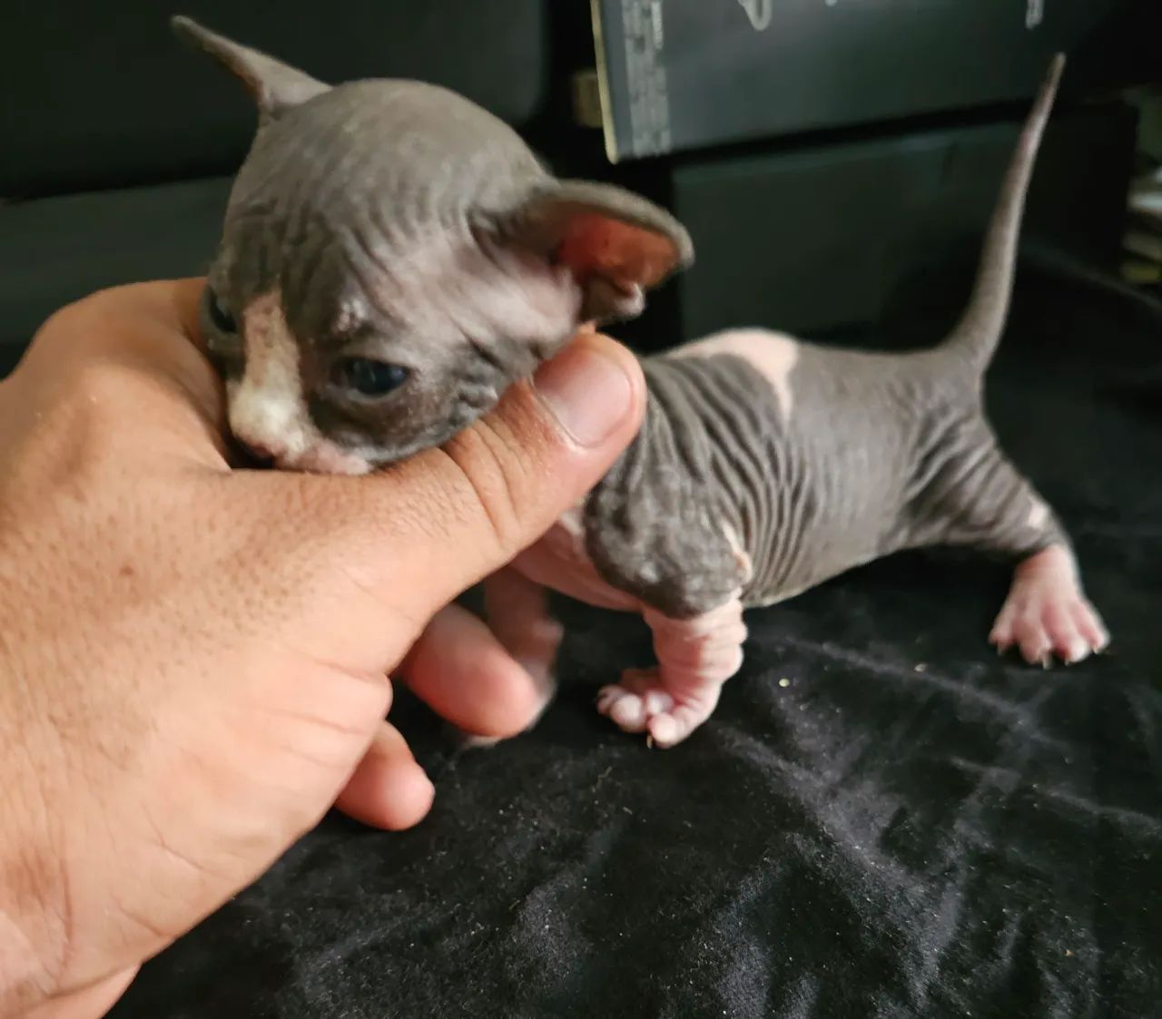 Sphynx bambino  - Foto 5