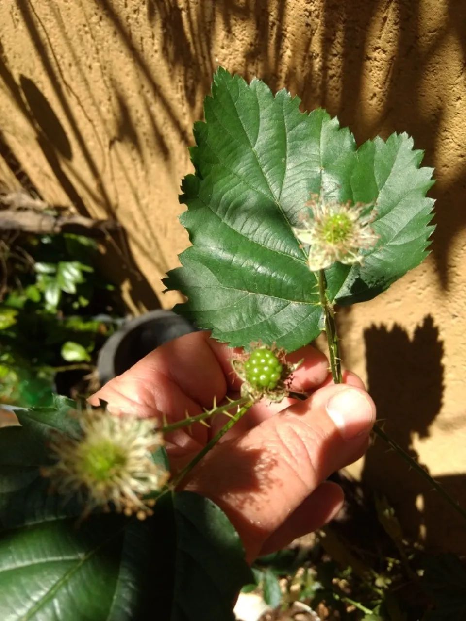 Vendo Mudas de Amora Negra - Guarulhos  - Foto 5