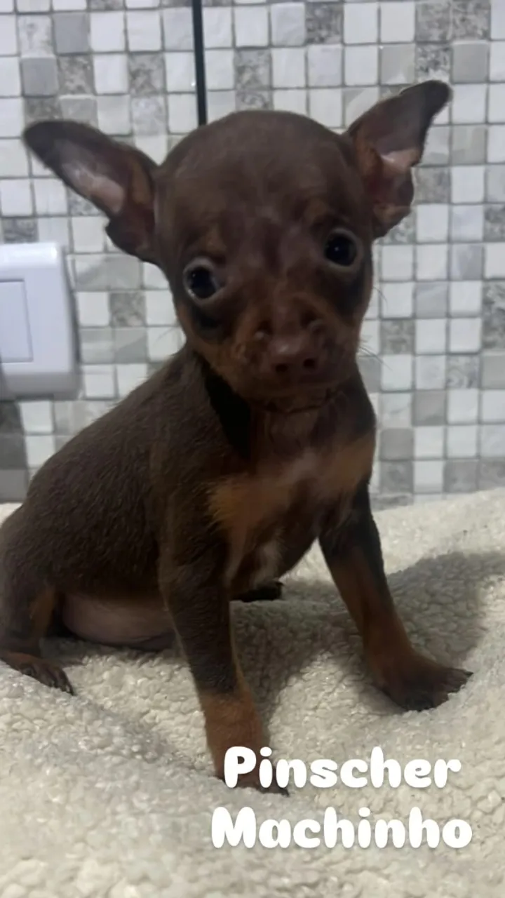 Pinscher Machinho chocolate