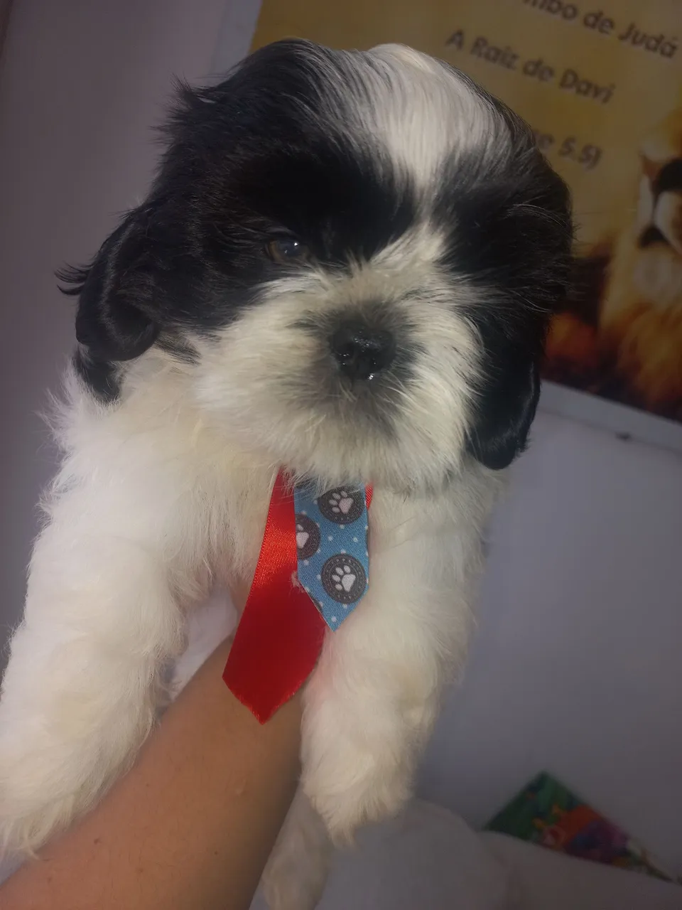 Filhote Shih Tzu Macho - Pelúcia de 4 Patas