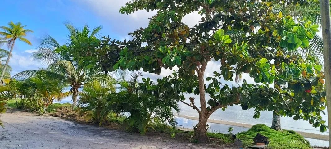 MAGNIFÍCO LOTE NO PARAÍSO - ILHA DO TIMBUCA - Foto 5