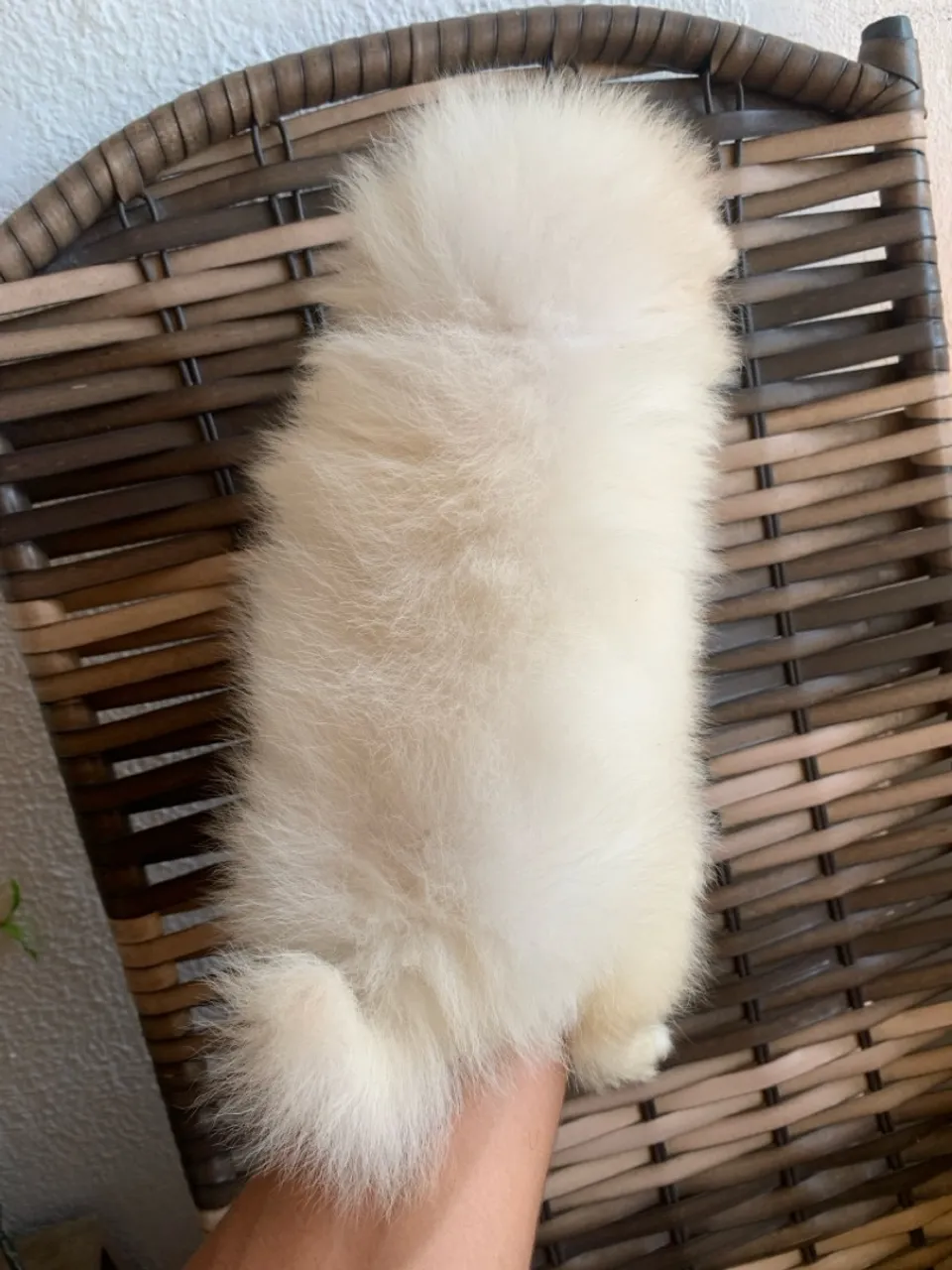 Filhote de Spitz Alemão / Lulu da pomerânia