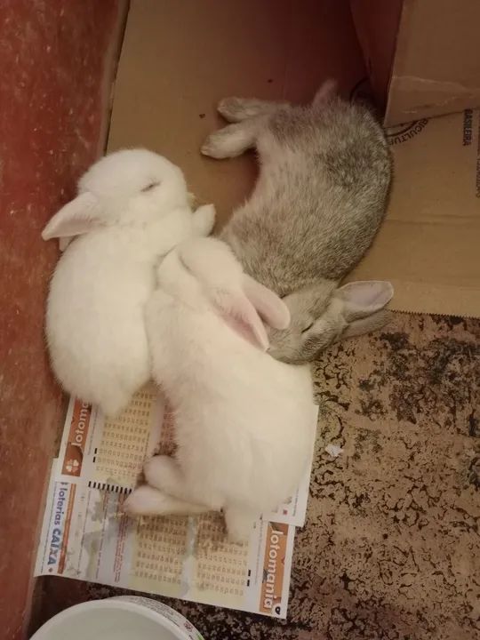 Coelhos - Foto 6