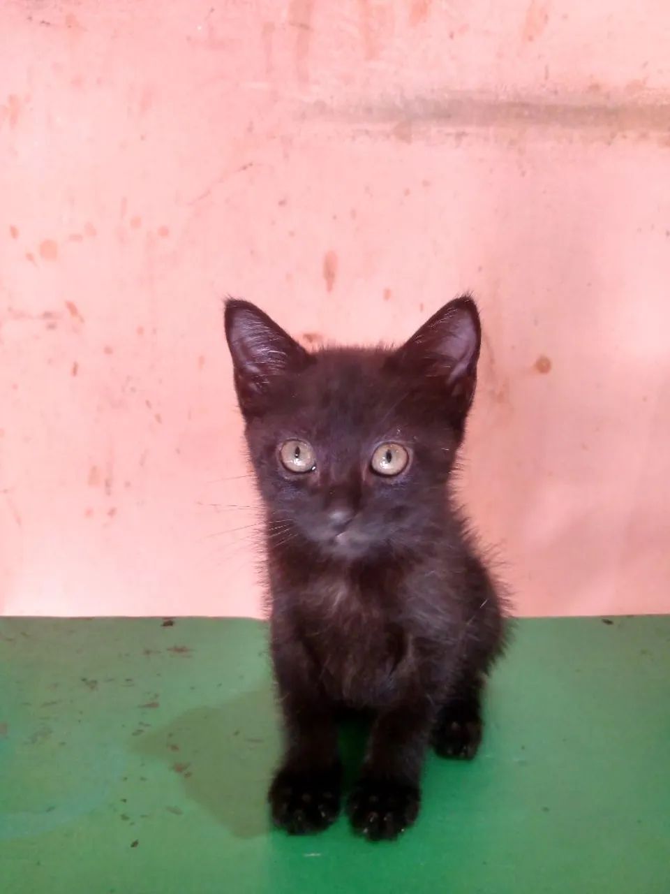 Gatinha para adoção  - Foto 2