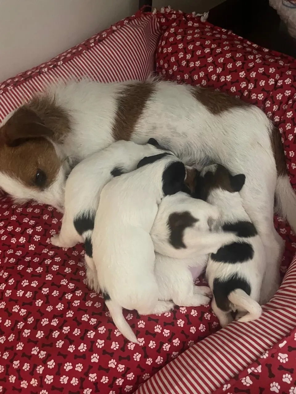 Filhotes Jack Russell Terrier