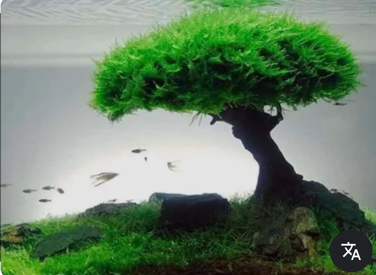 Musgo de Java Premium Lowtech - Foto 4