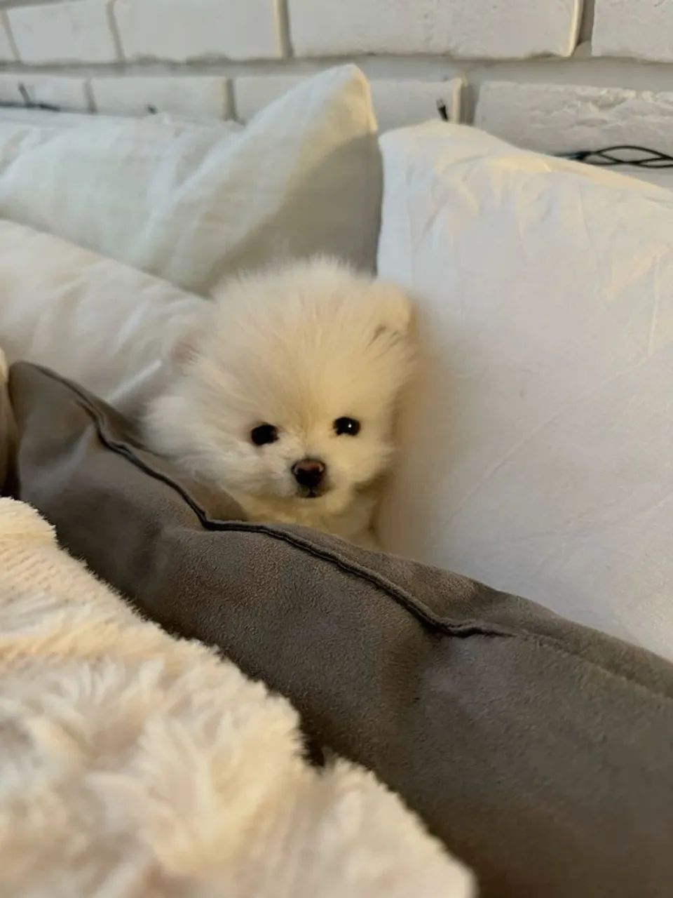 Filhotes de Spitz Alemão lindo Cachorros Sarzedo 1436181253 OLX