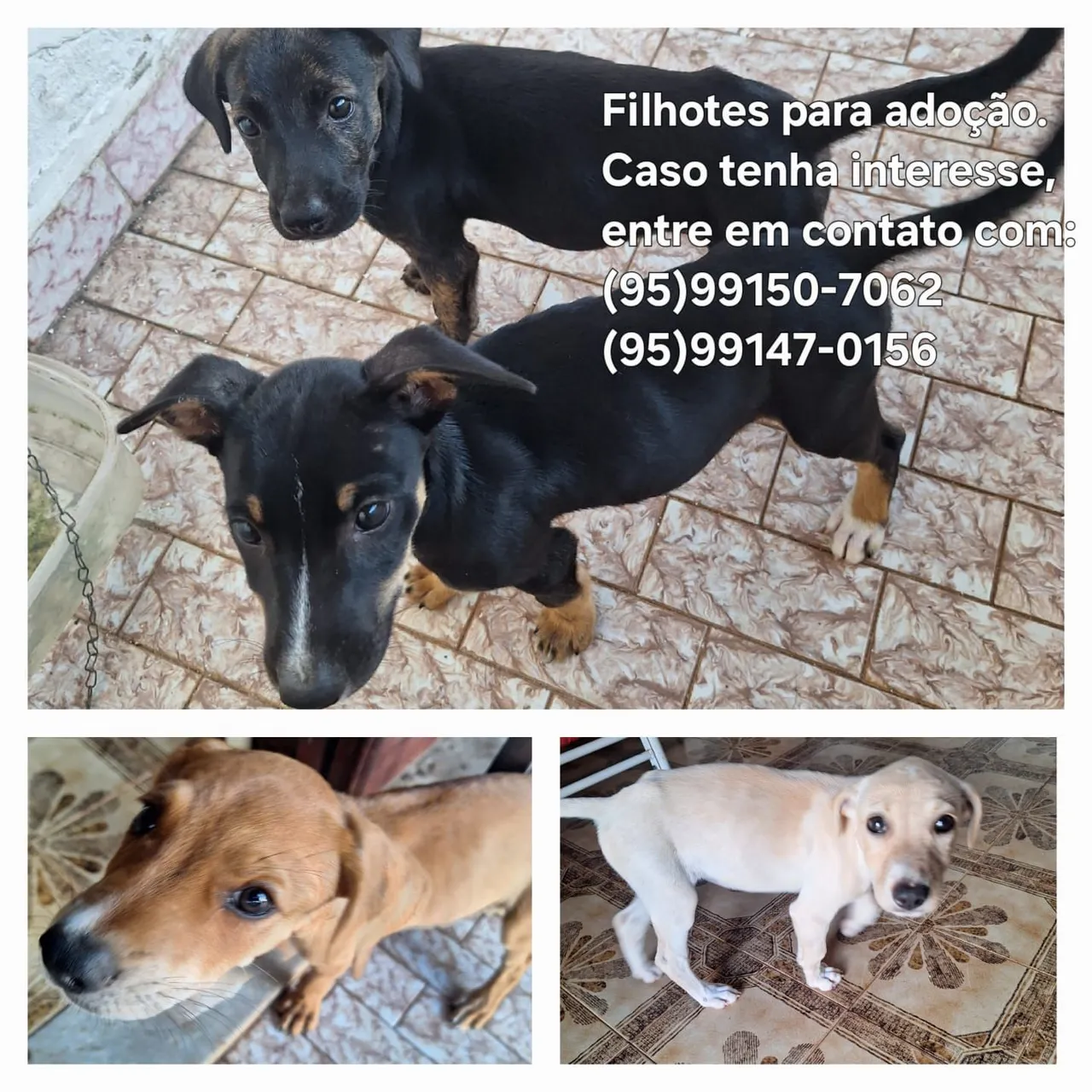 Filhotes de cachorro para adoção