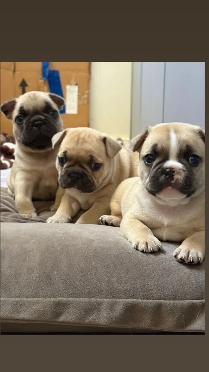 Filhotes de Bulldog Francês