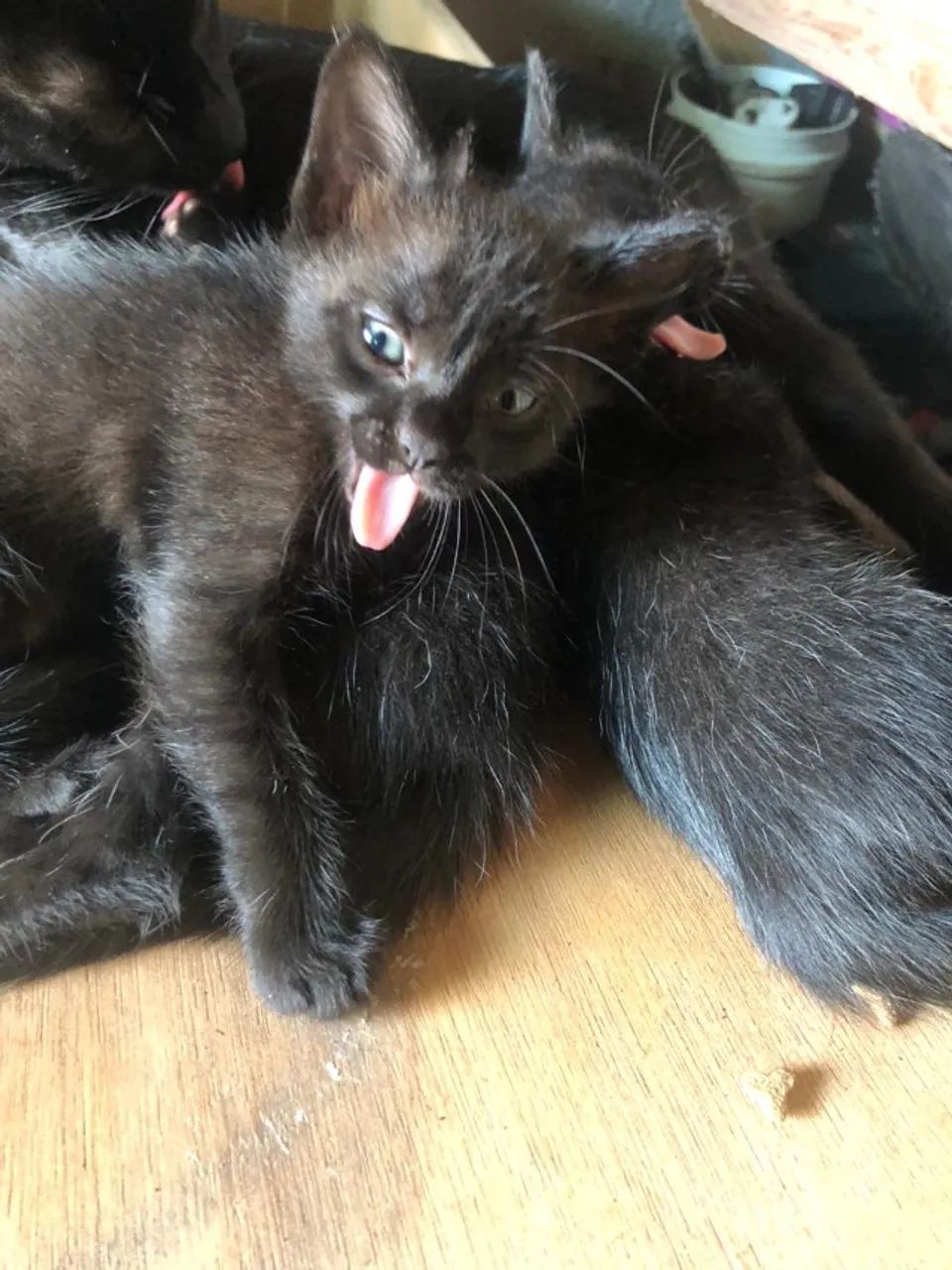 Gato - Foto 5