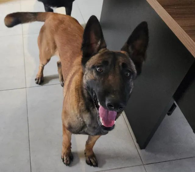 Filhotes de Pastor Belga