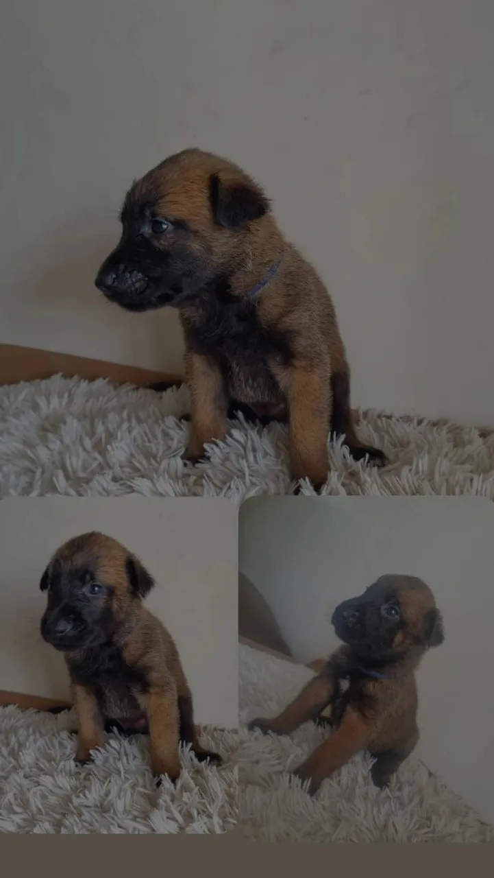 Filhote de Pastor Belga Malinois - Disponível