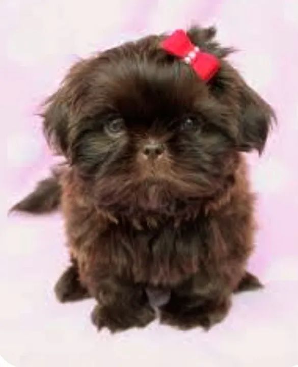 SHITZU SOLIDA MINI 1780