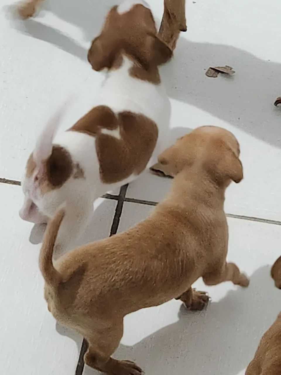 Pinscher de cor rara, branco com caramelo  - Foto 5