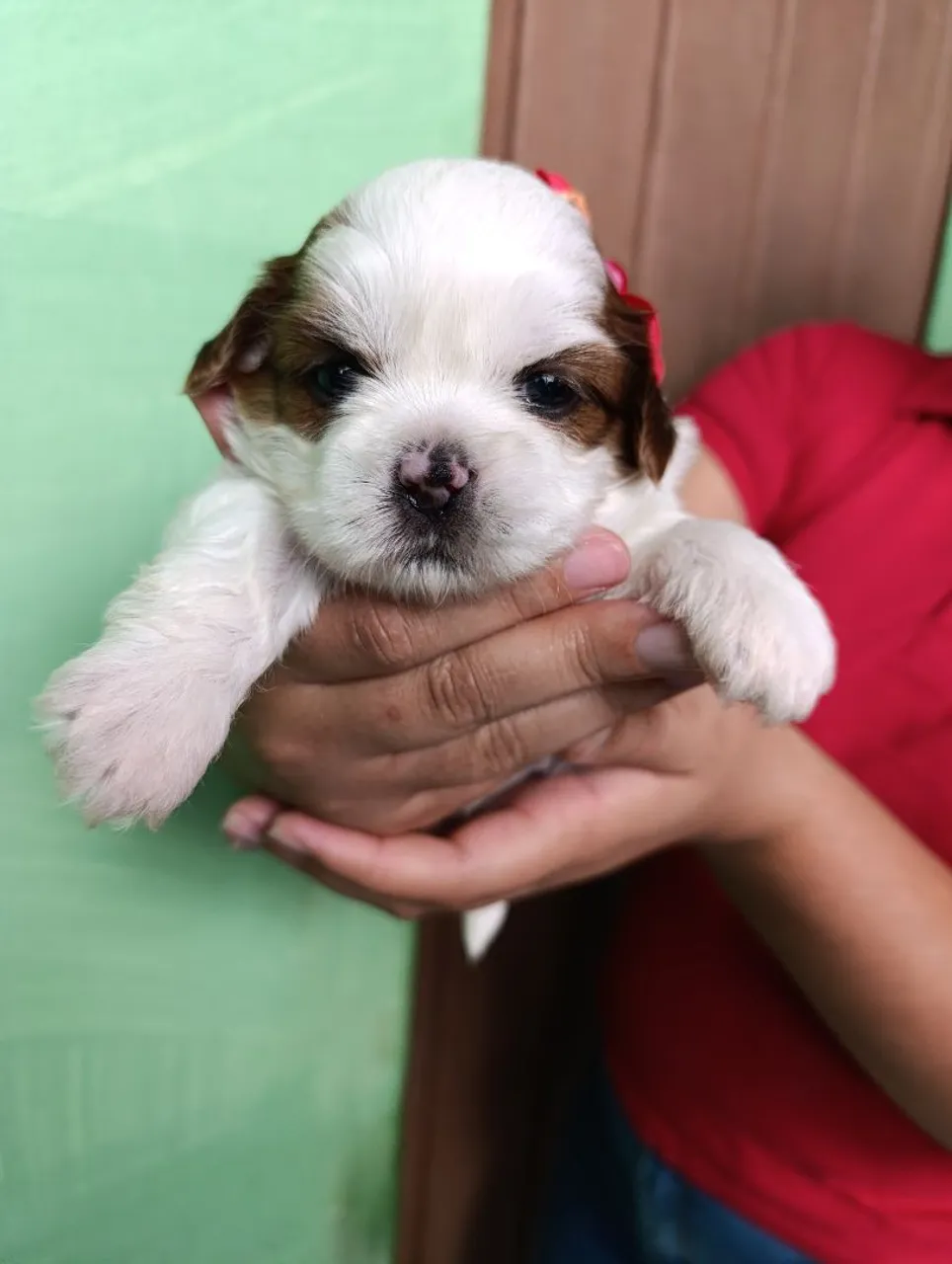 Filhote de Shih Tzu, puro e adorável!