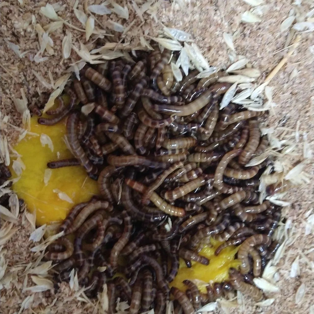 Tenébrios Vivos - por kg ou unidades - Foto 3