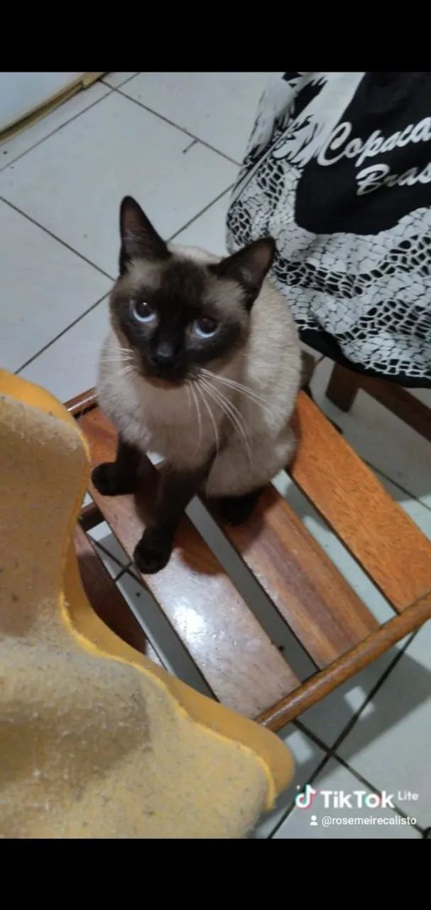 Esmeralda gata siamês dos olhos azuis. - Foto 4