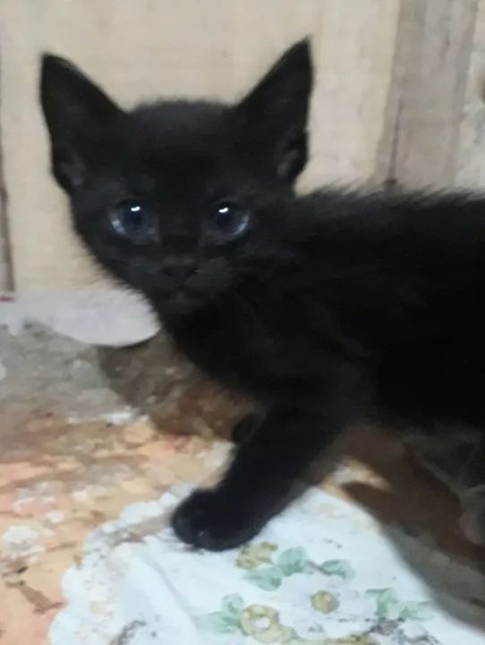 Gatinhos fofinhos para adoção! - Foto 4