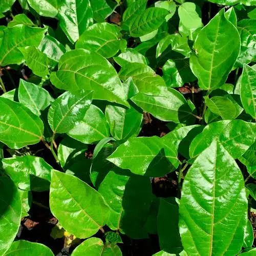 Mudas de plantas