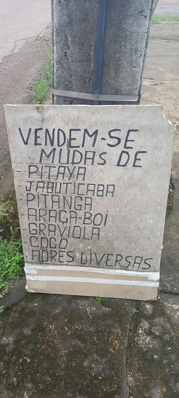 Planta baratinha