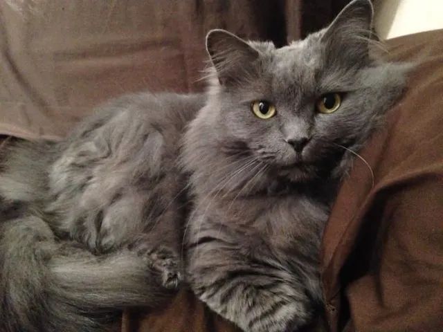 Angorá Filhotes Lindos na Cor Cinza