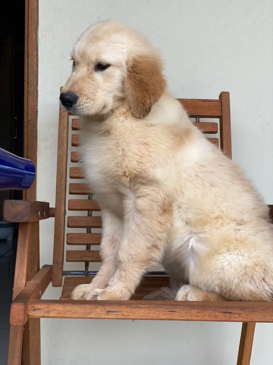 Golden Retriever filhote FÊMEA 
