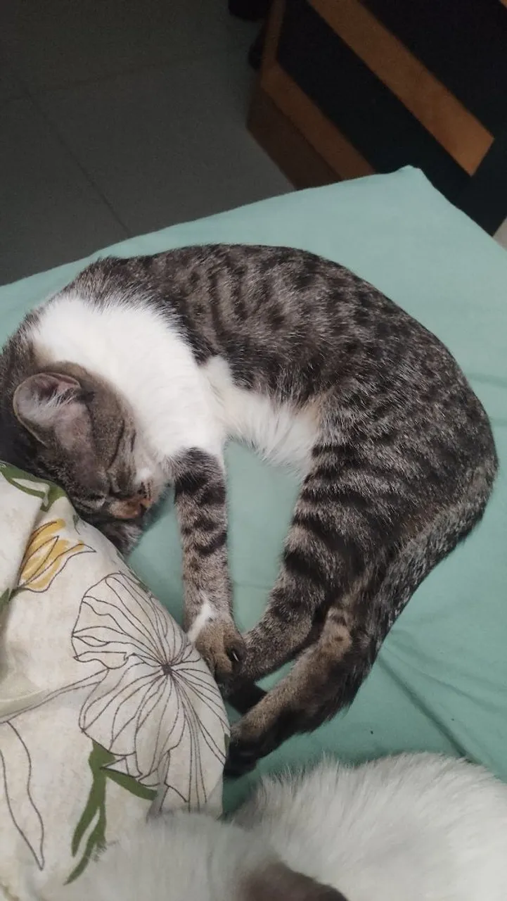 Gatinha de 4 meses para adoção.