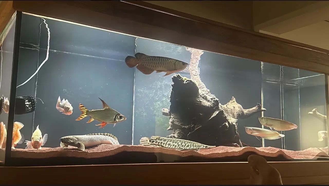 Aquário Jumbo 1.100 Litros Franco Aquarismo  - Foto 4