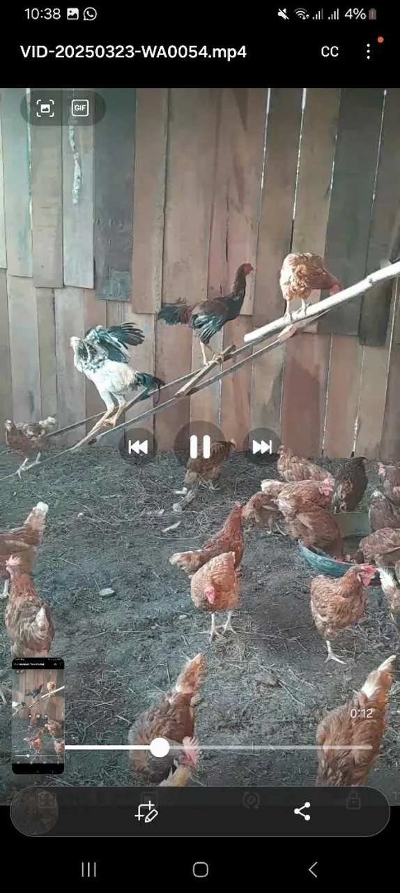 Galinhas para venda