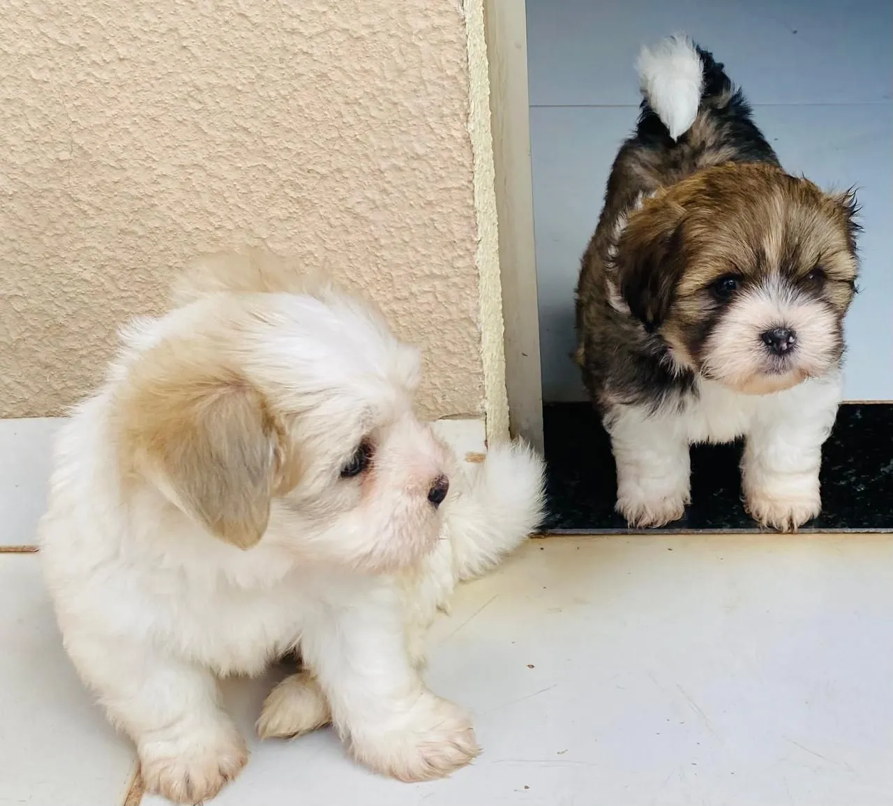 Filhote macho de lhasa apso 
