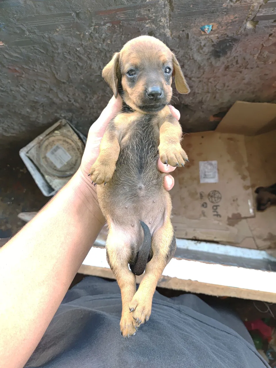 Filhote de Dachshund - Uma fofura para alegrar sua vida!