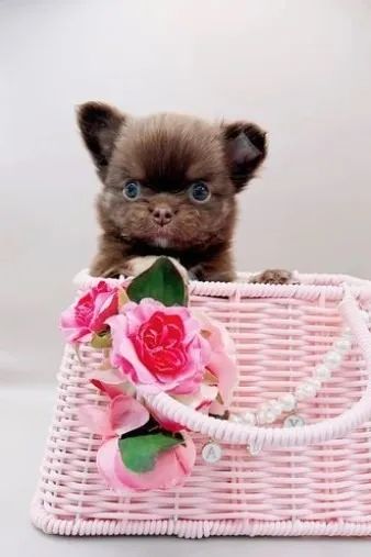 Chihuahua temos machos e fêmeas brancos.  