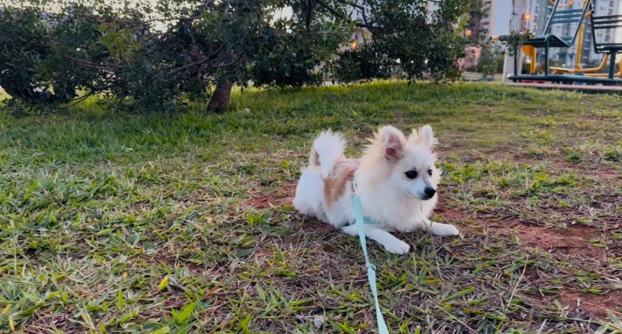 Lulu da pomerania