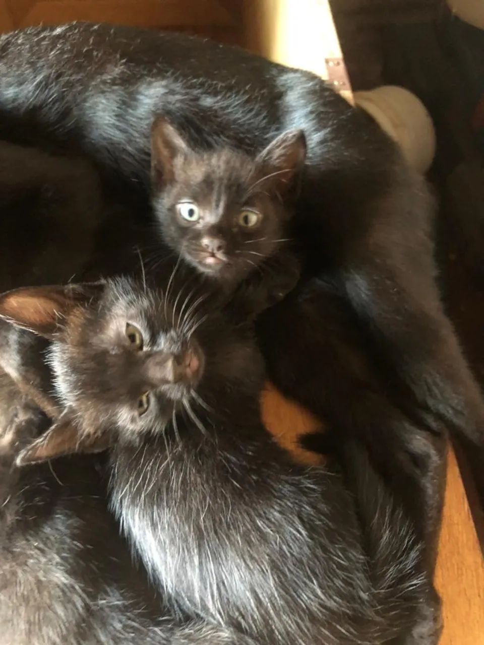 Gato - Foto 2