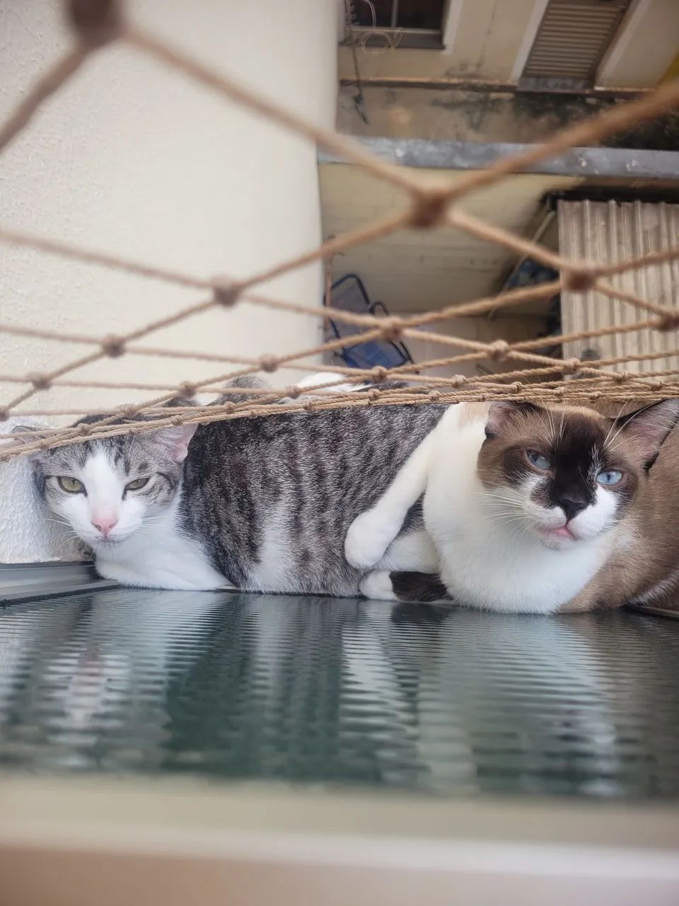 Gatos para adoção responsável 