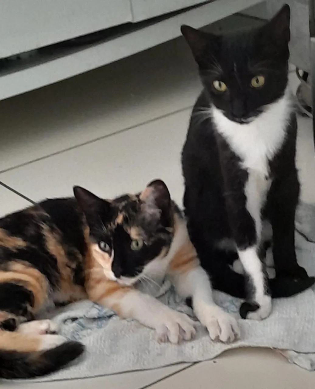 Gatinhos Adoráveis para Adoção Responsável