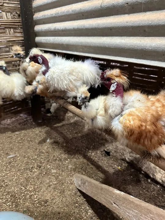 Sedosas do Japão adultas e exóticas  - Foto 4