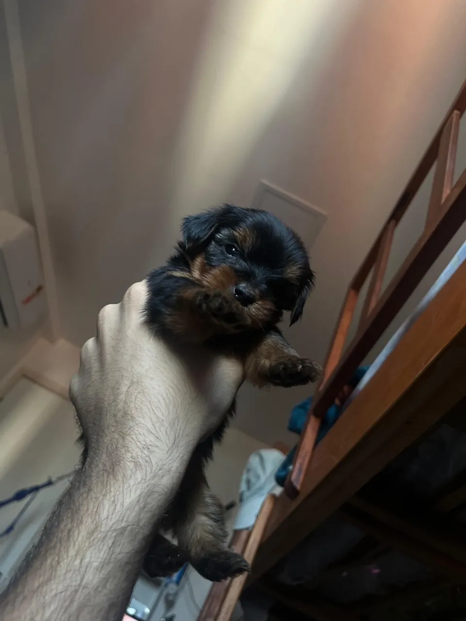 Filhote de Yorkshire Terrier - Fofo e Adorável!
