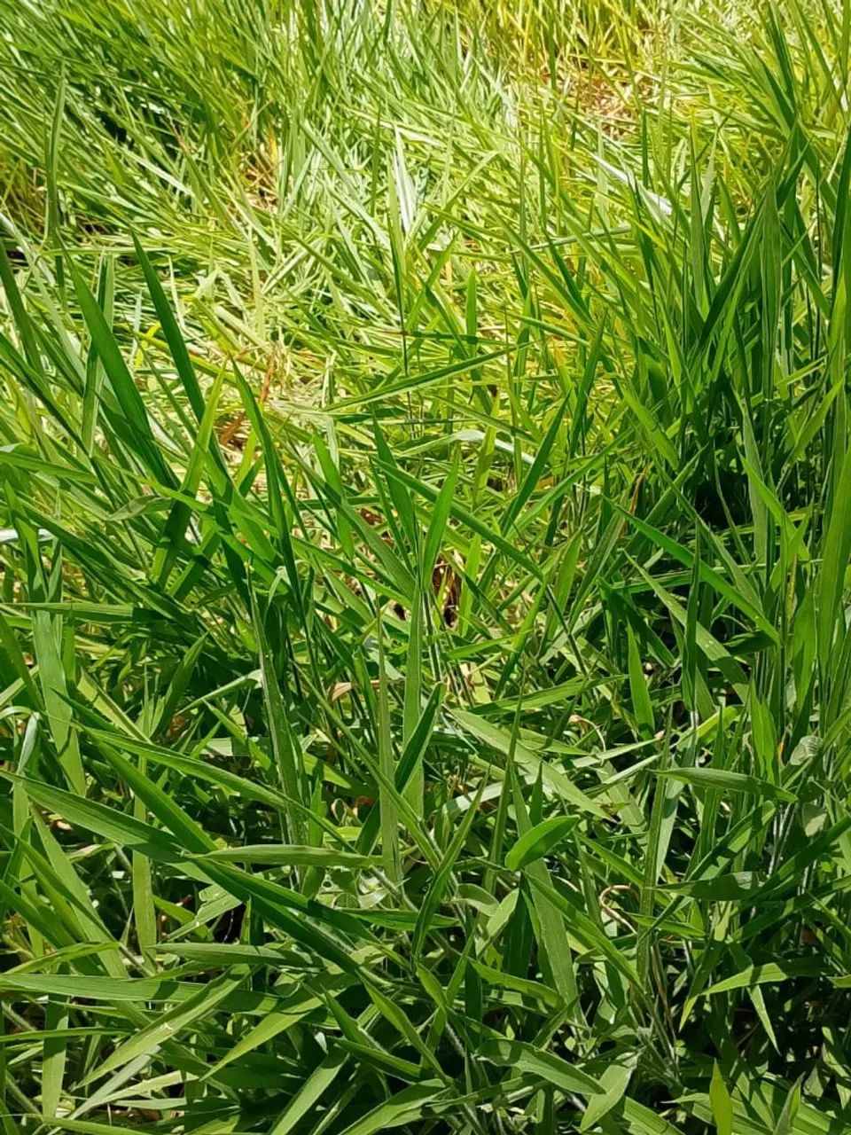 Pasto para alugar  - Foto 3