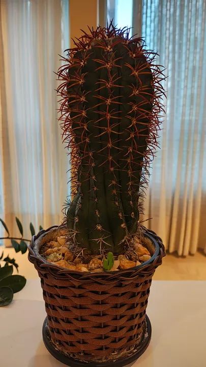 Cacto Ferrocacto