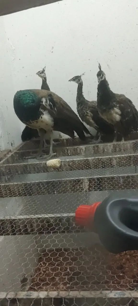 Ornamentais  - Foto 2