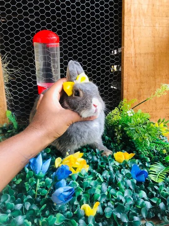 O menor coelho anão do mundo da raça netherland dwarf fêmea  - Foto 2