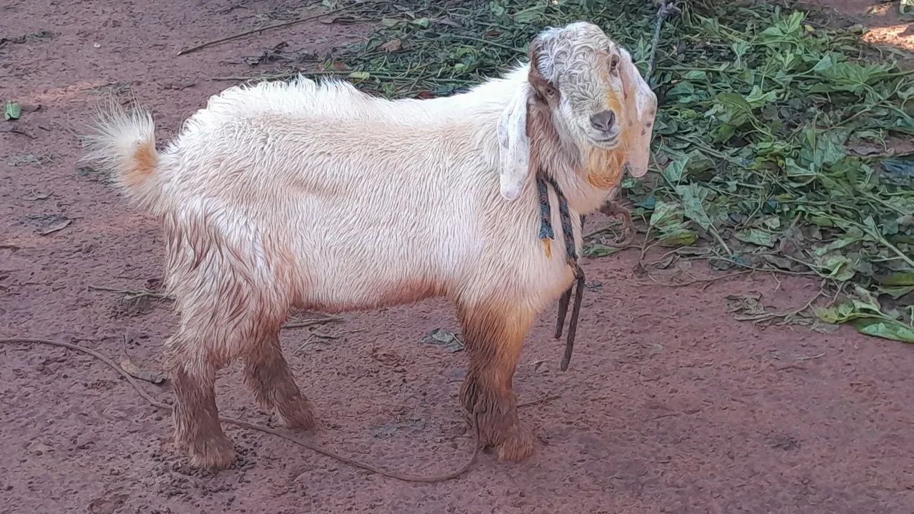 Vendo um bode e uma cabrita - Foto 2