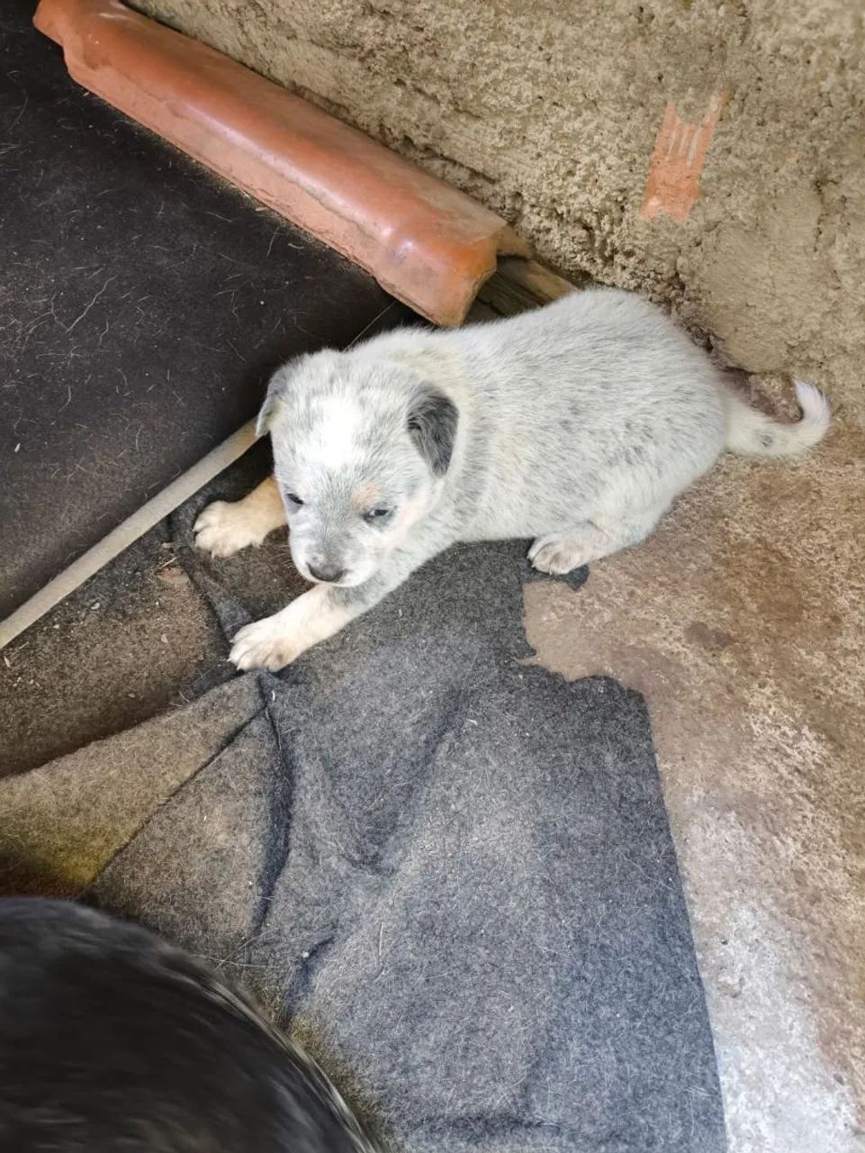 Filhote fêmea Blue Heeler