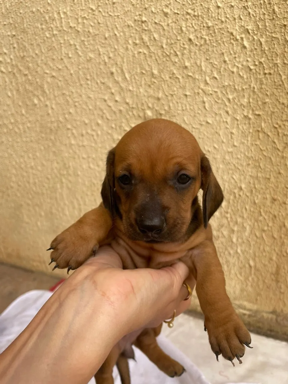 Dachshund tradicional salsicha